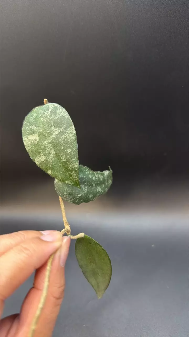 Hoya Caudata Splash fresh cutting -A thumbnail