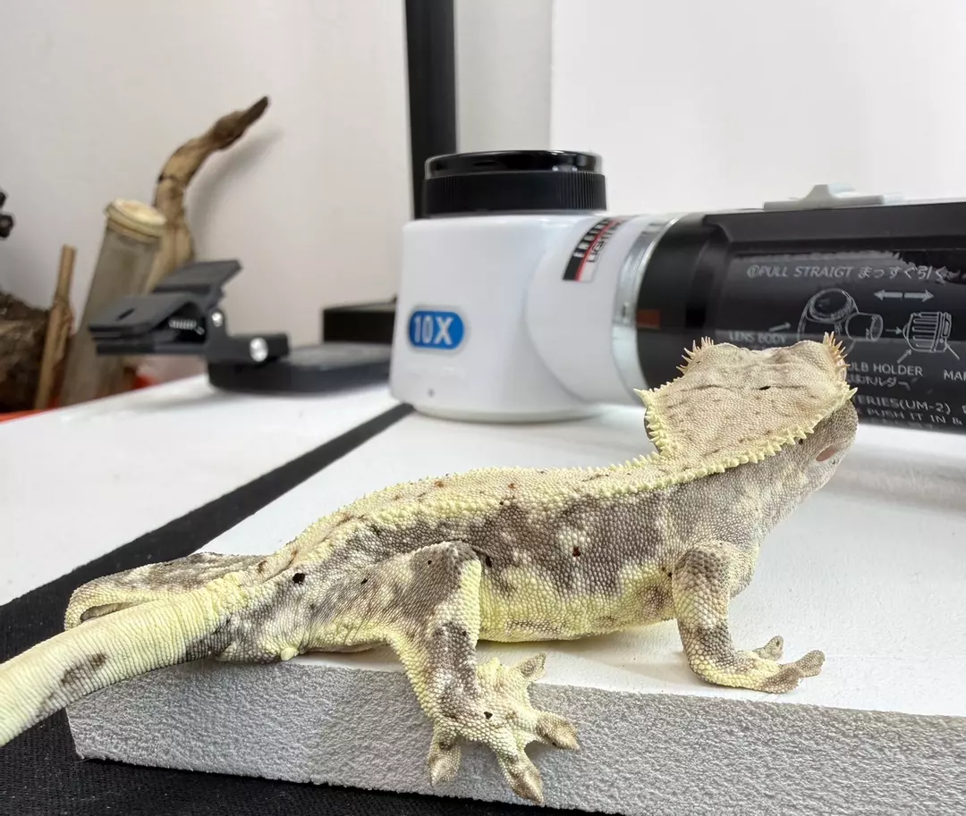 #6 KO-St-25-30-9 10g male thumbnail