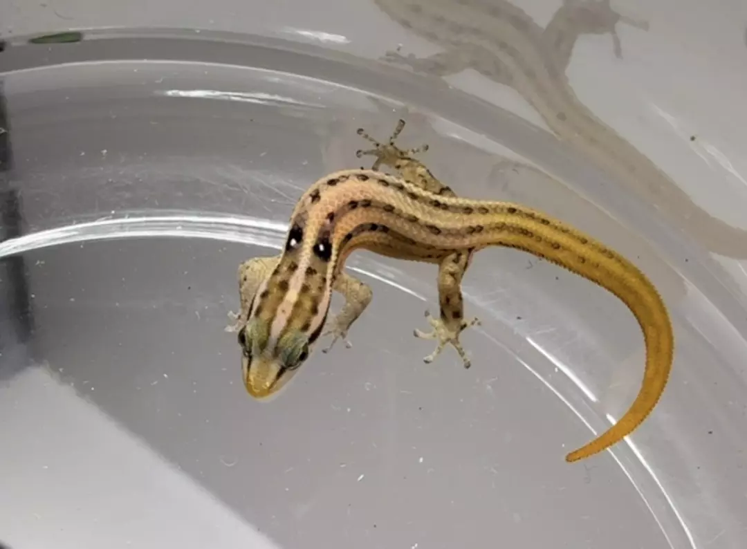 Sphaerodactylus roosevelti aka Roosevelts least gecko female thumbnail