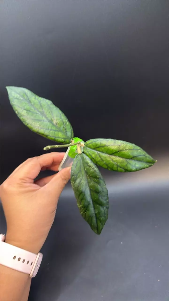 Hoya Rejang Lebong fresh cutting thumbnail