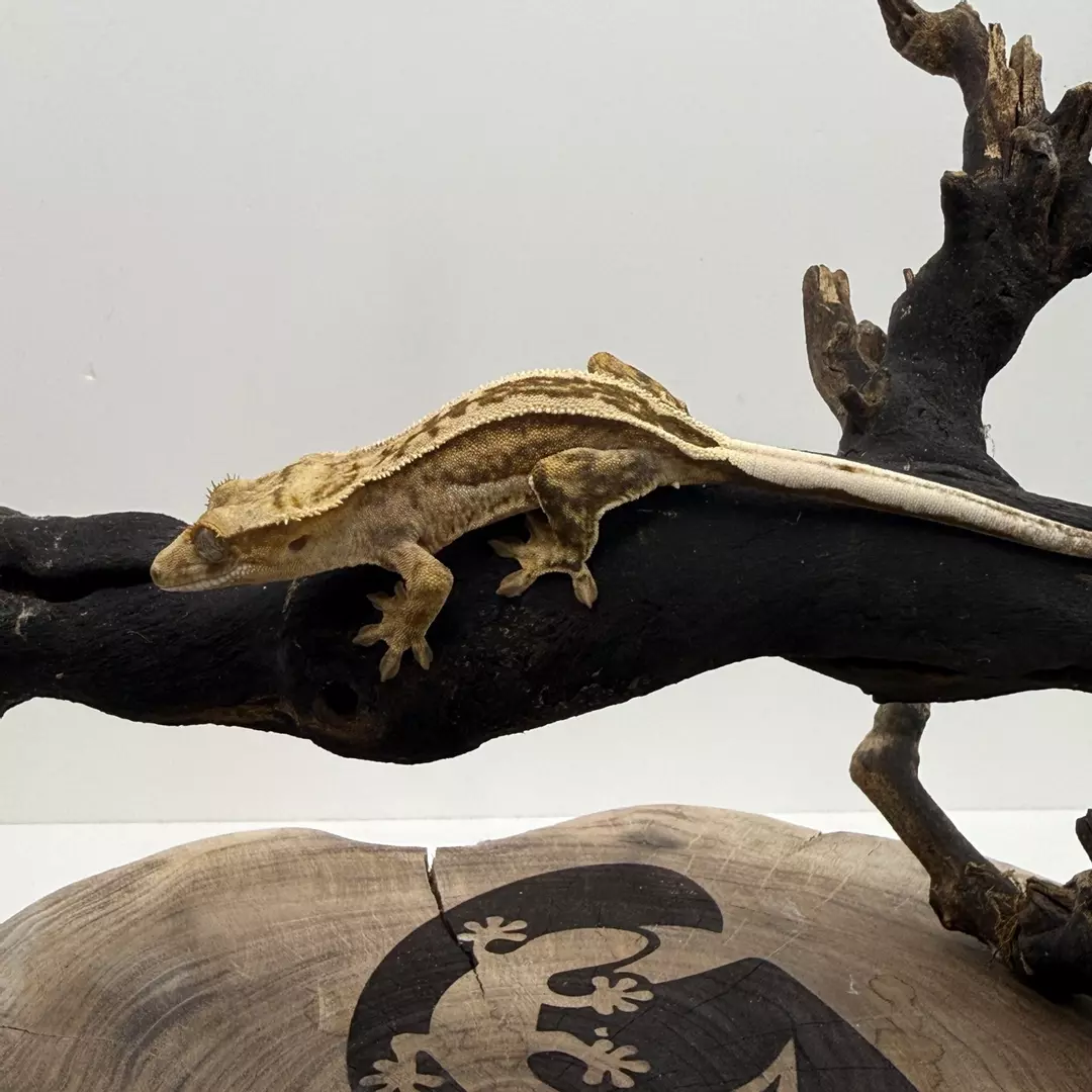 #2 W-S-25-8-9 POS female 9g thumbnail