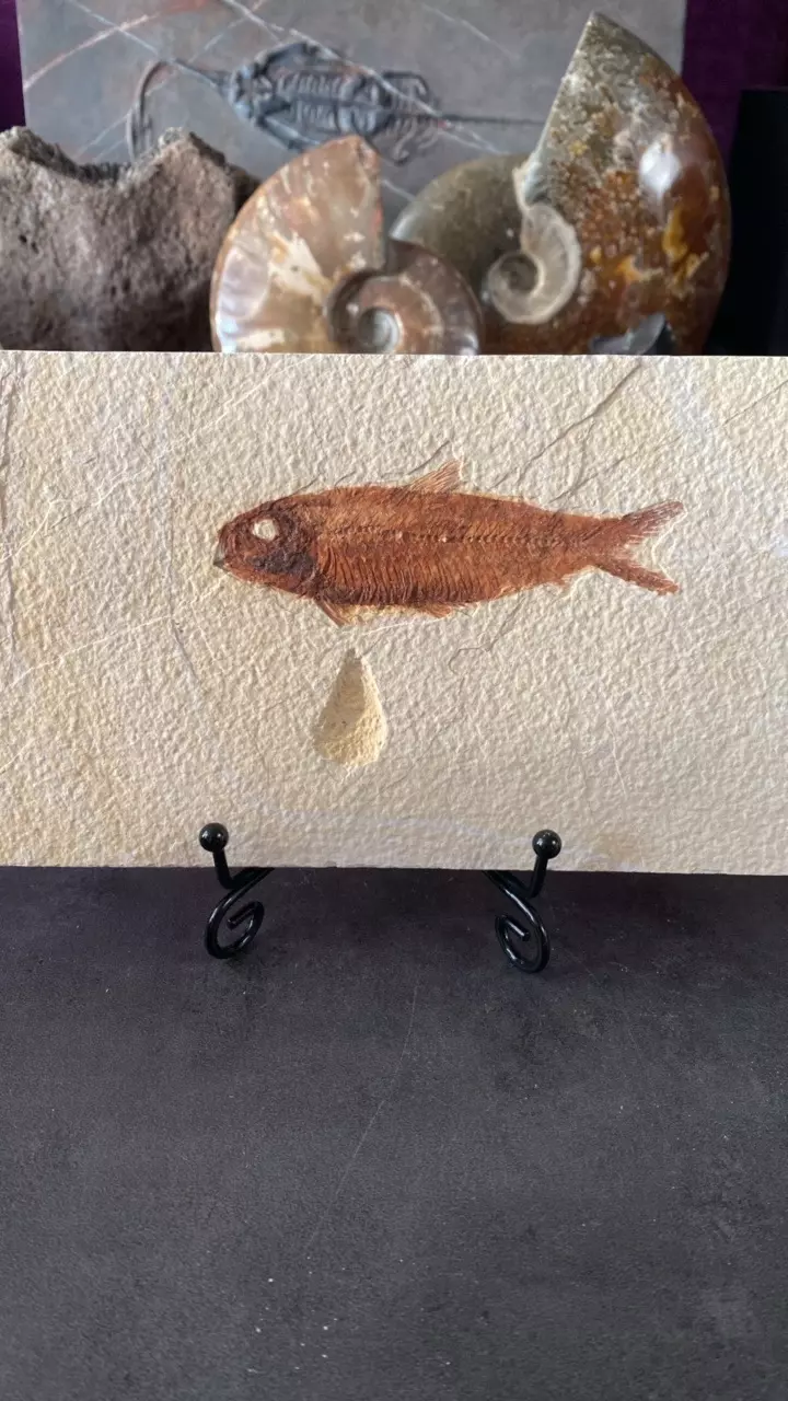 7” FISHY! 🐟 Knightia sp. 50 MYO- WY thumbnail