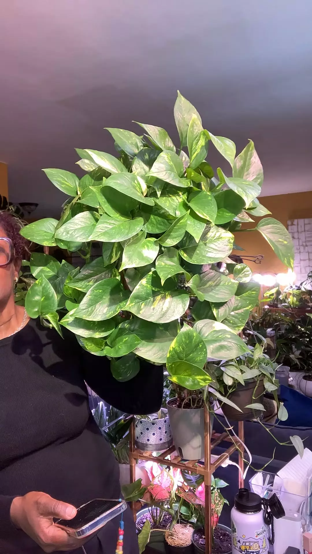 Pothos Hawaiian - Golden Goddess thumbnail