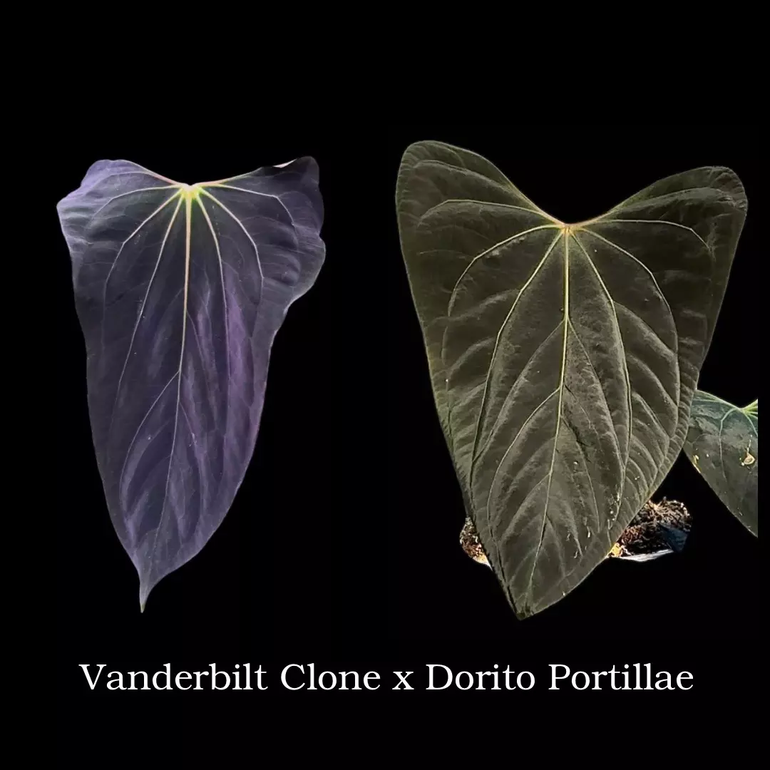 Vanderbilt x Dorito 1 seed (O) thumbnail