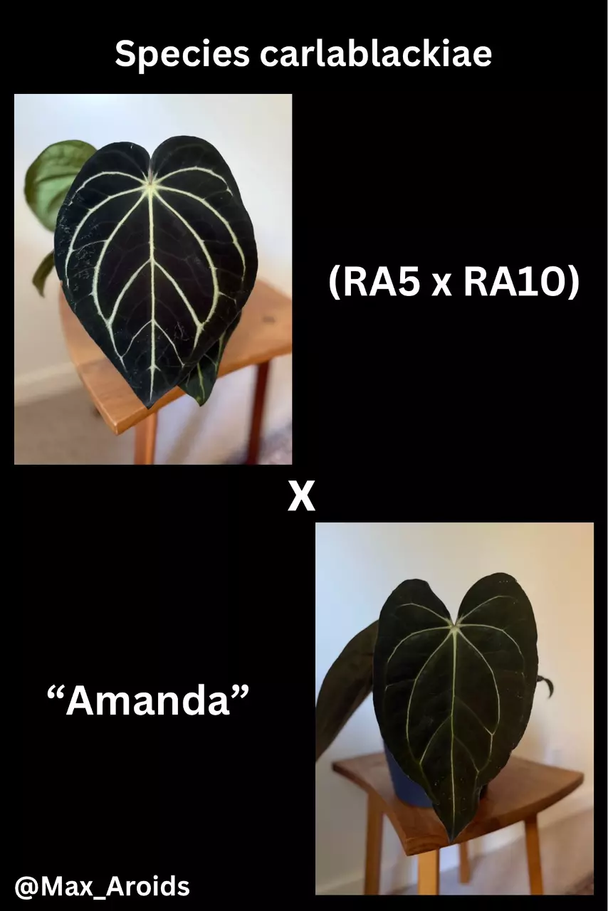 Carla 5x10 x Amanda (M) thumbnail