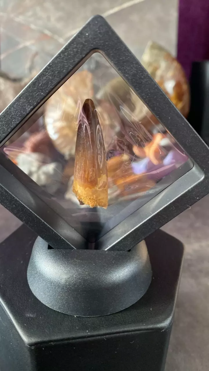 C. Spinosaurus Tooth- Taouz- 75MYO thumbnail