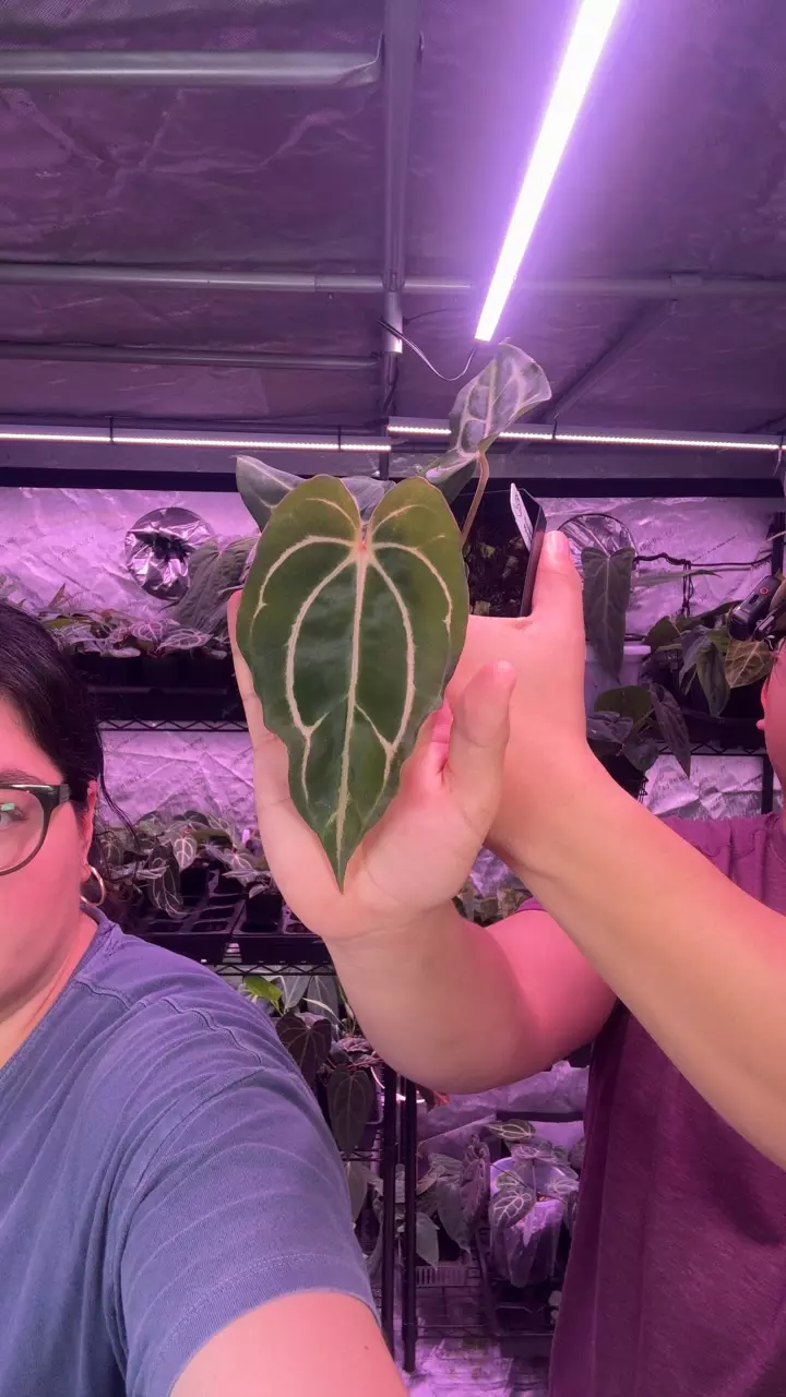 (#1539) carlablackiae (RA4 x RA1) x T1 thumbnail