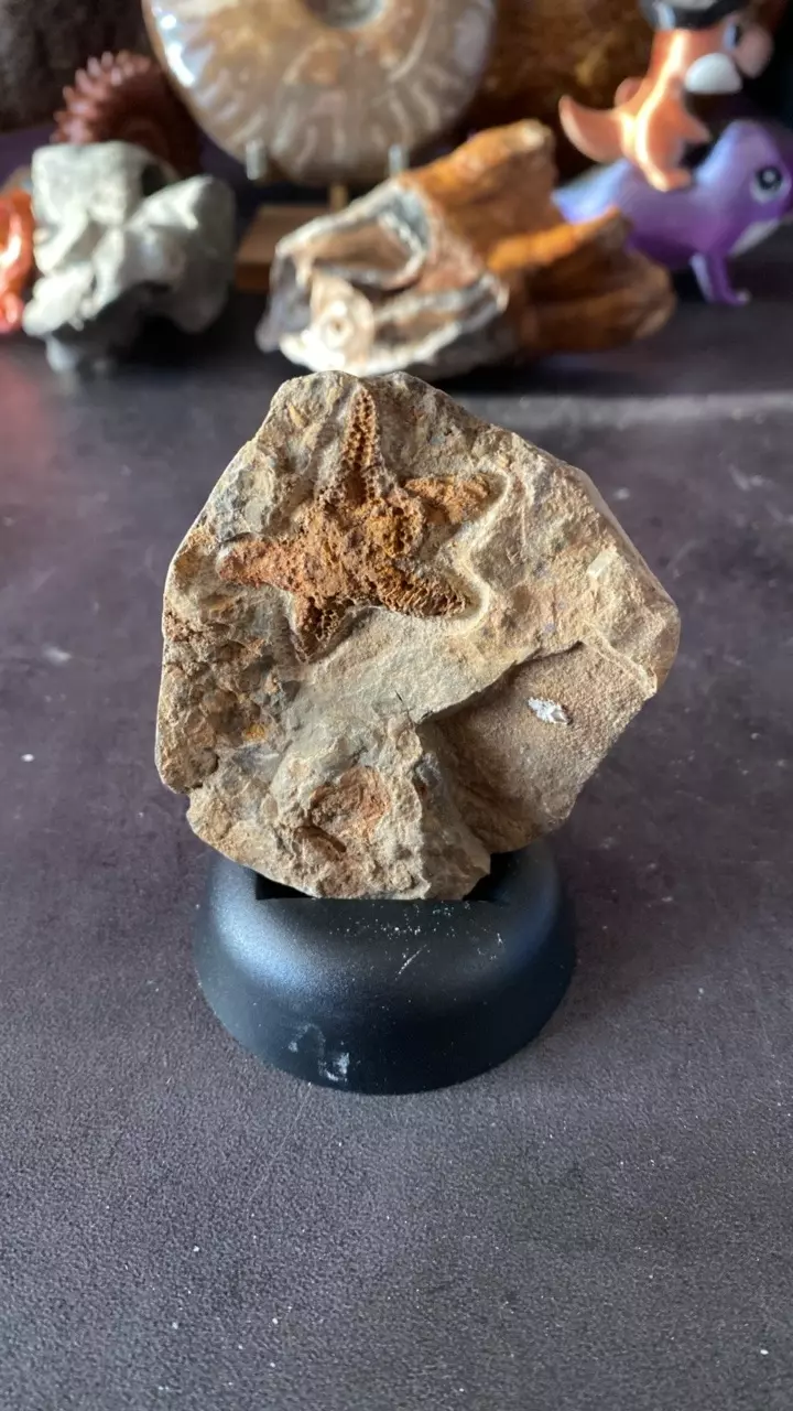 Petraster sp. Starfish- 450 MYO thumbnail