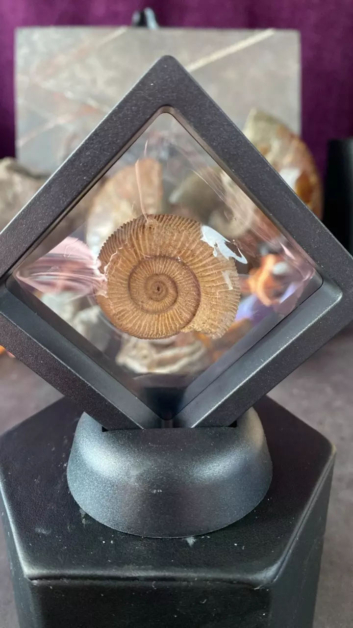 RARE RARE- Dactyliceras anthleticum ammonite- Germany thumbnail