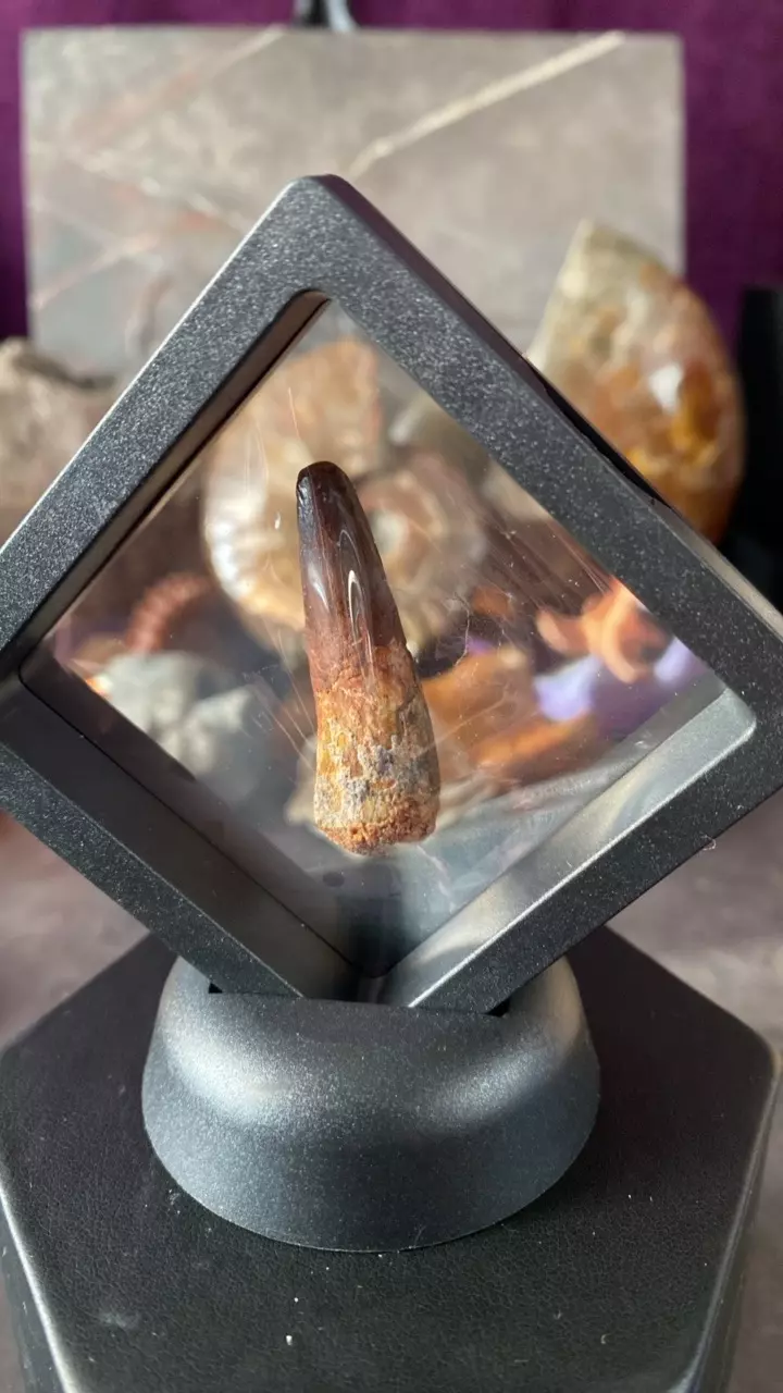 A. Spinosaurus Tooth- Taouz- 75MYO thumbnail