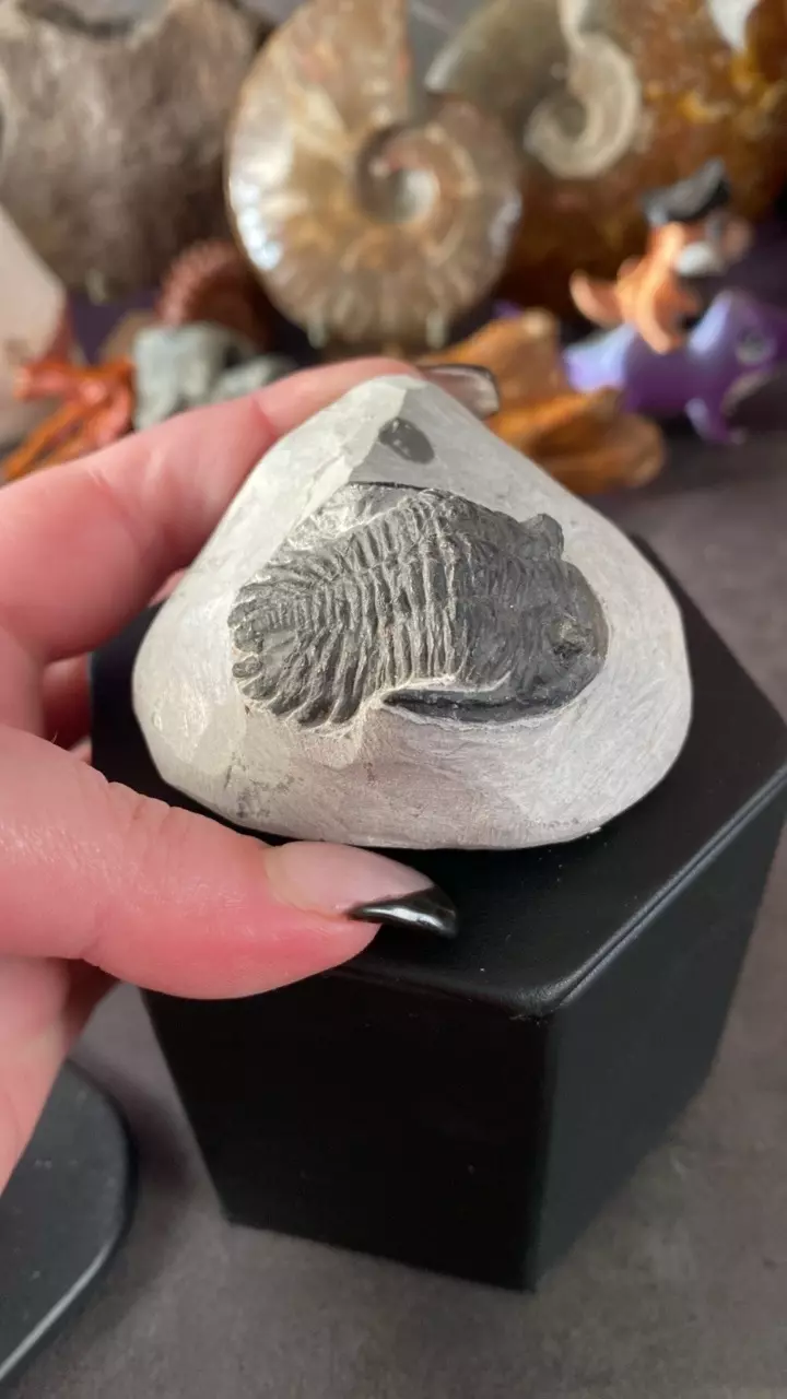 Hollardops Trilobite- Mt. Issimour- 350 MYO thumbnail