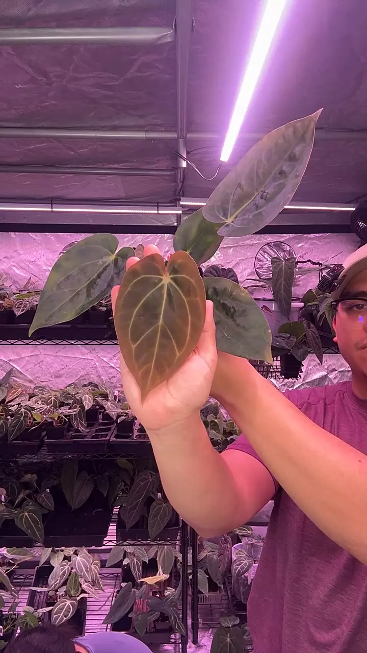 (#1527) A. (carla x (cerro x pap)) x carla thumbnail