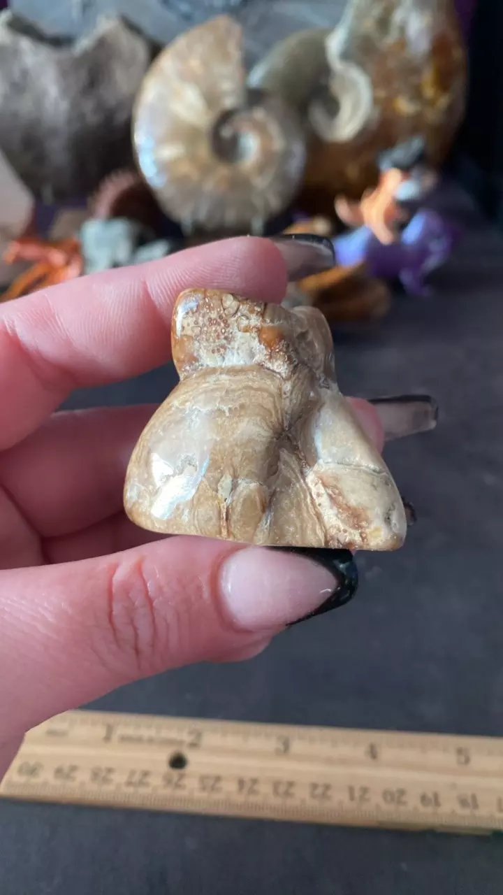 Waterfall Algae Stromatolite- 50 MYO- WY thumbnail