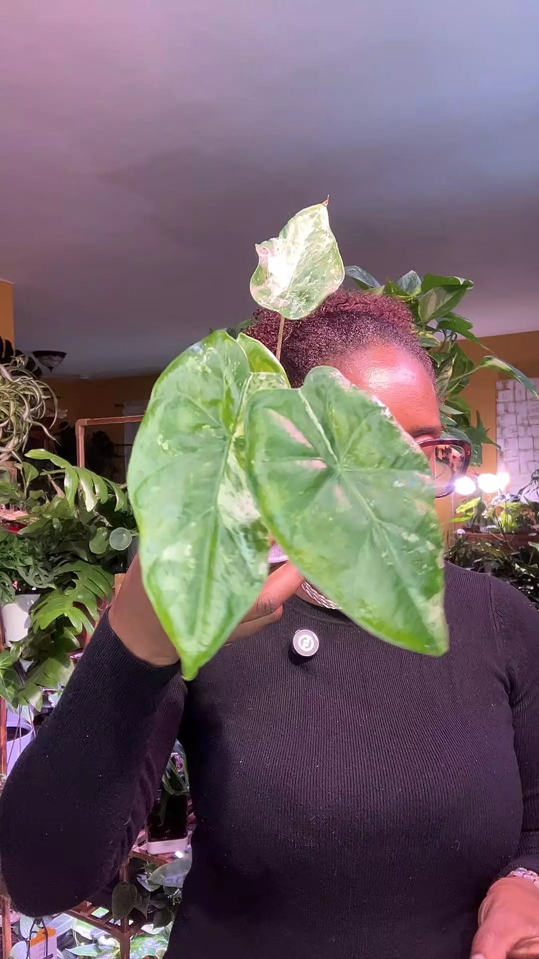 Alocasia Odora VEIT VAR thumbnail