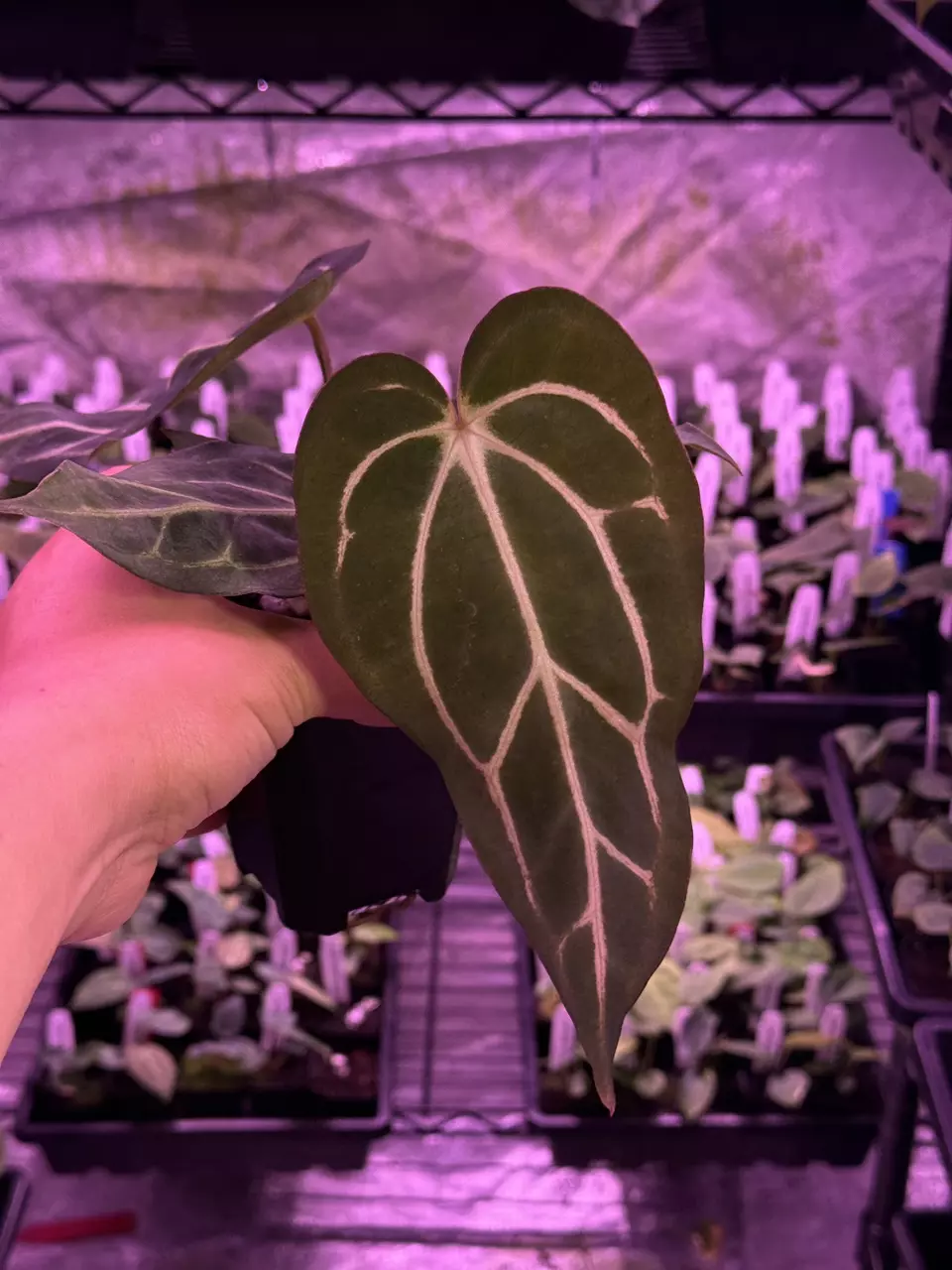 (#425) A. carlablackiae “T1” x “PM1” thumbnail