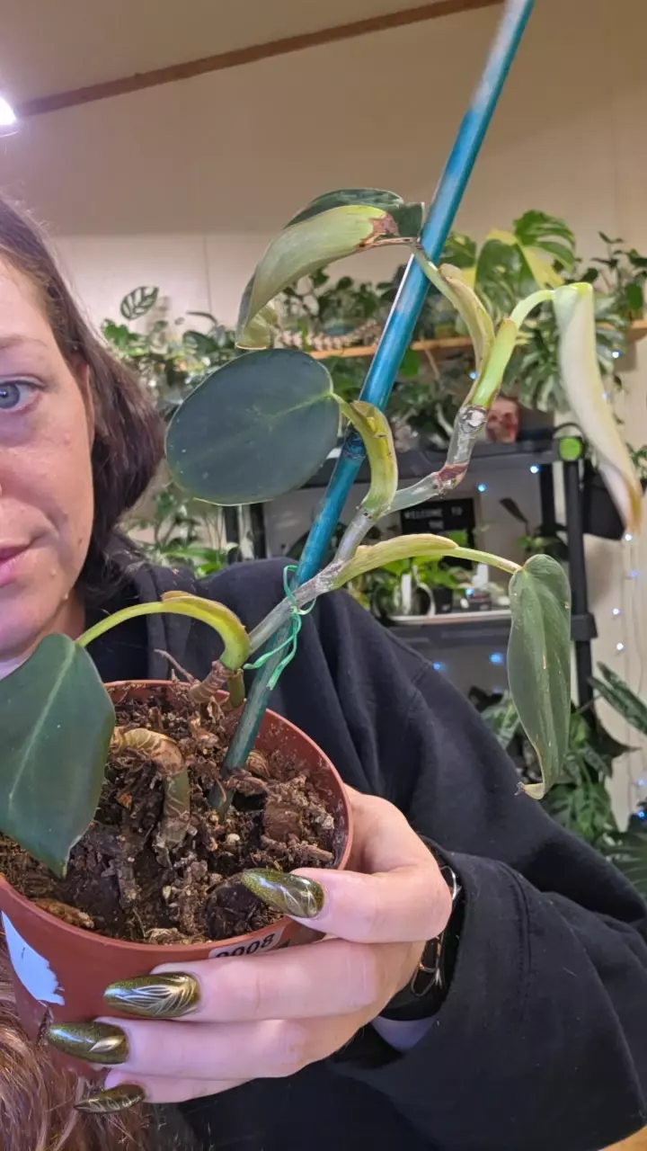 0008 philodendron gigas thumbnail