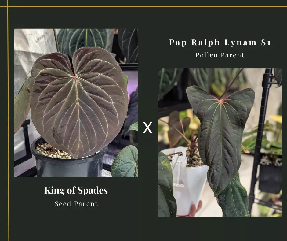 King of Spades x Ralph Lynam S1 1 Seed (N) thumbnail