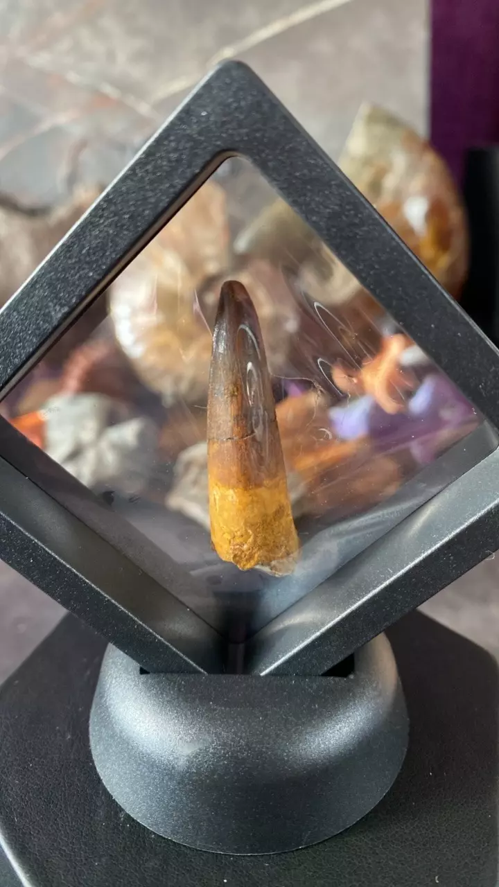 B. Spinosaurus Tooth- Taouz- 75MYO thumbnail