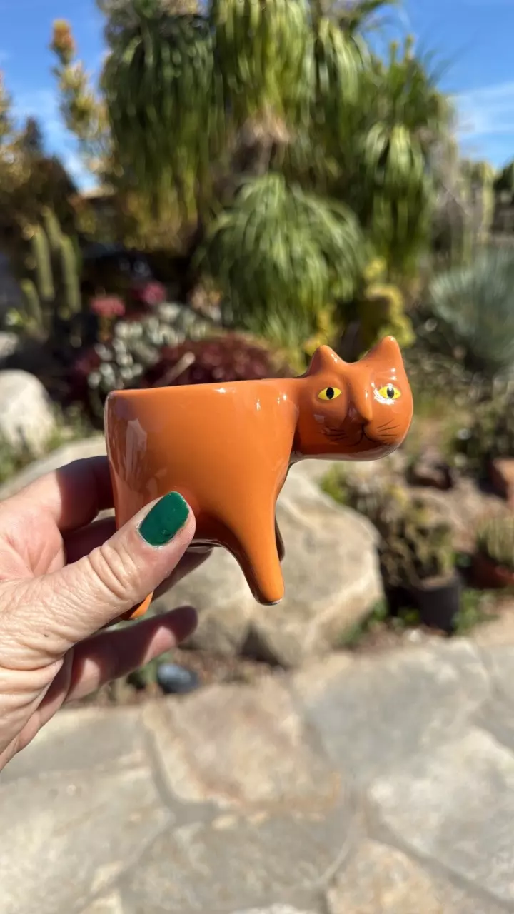 Orange kitty 🐱 thumbnail