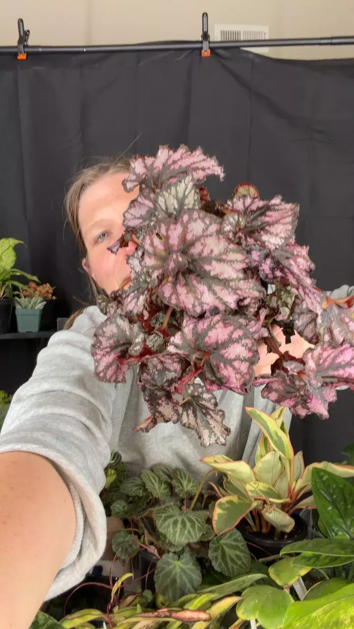 begonia cumbia thumbnail