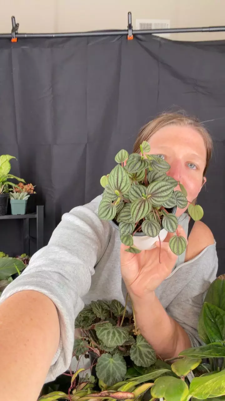 peperomia piccolo Banda thumbnail