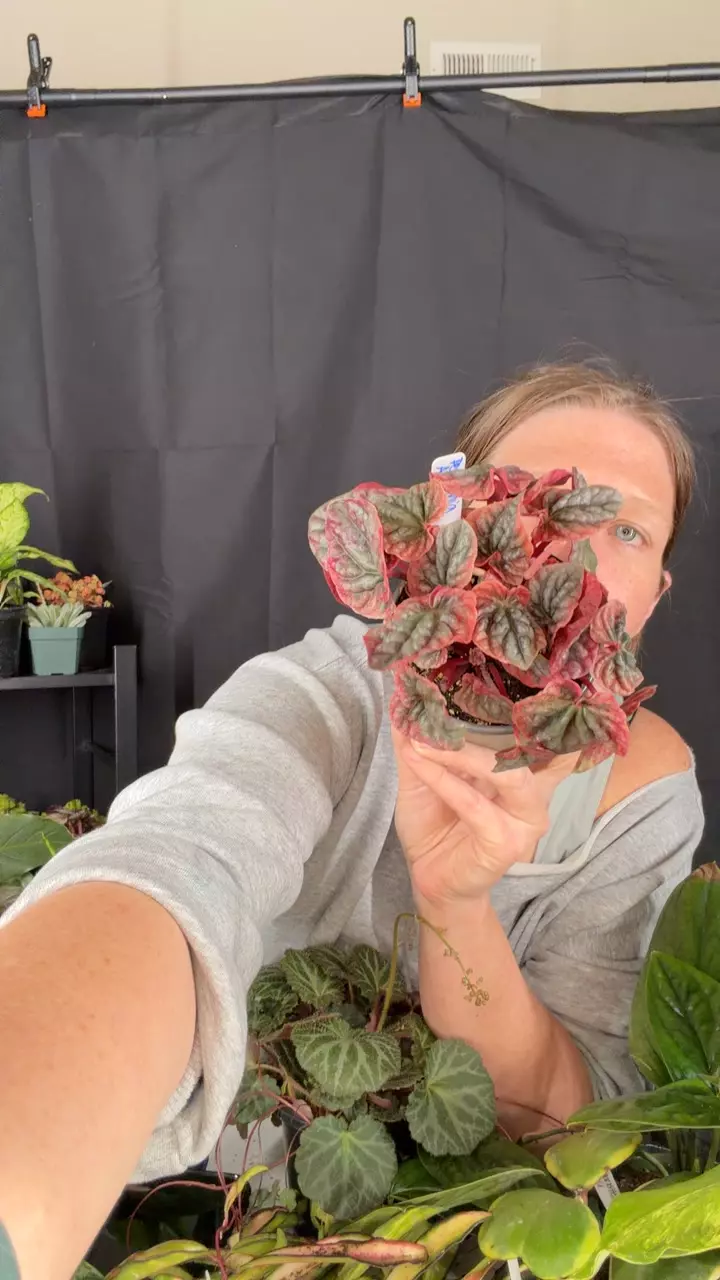 peperomia Abricos thumbnail
