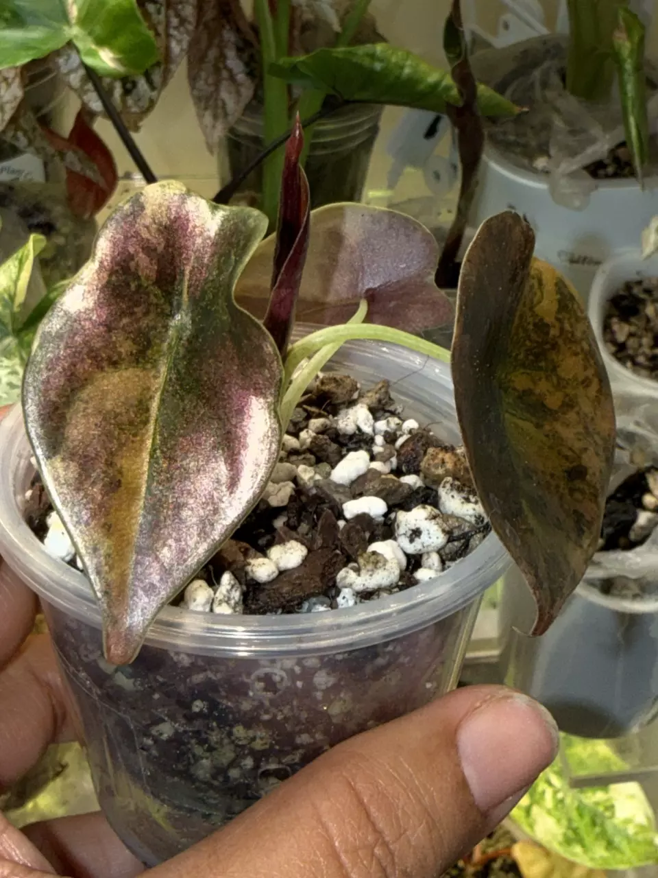 Cuprea Golden Latte thumbnail