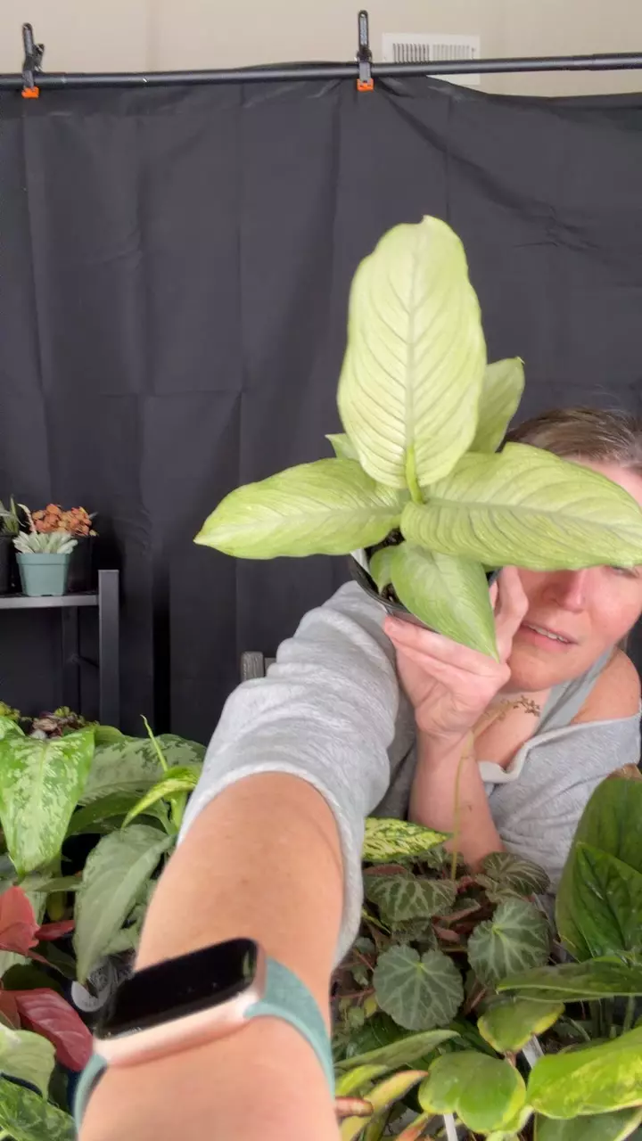 Diffenbachia 001 thumbnail