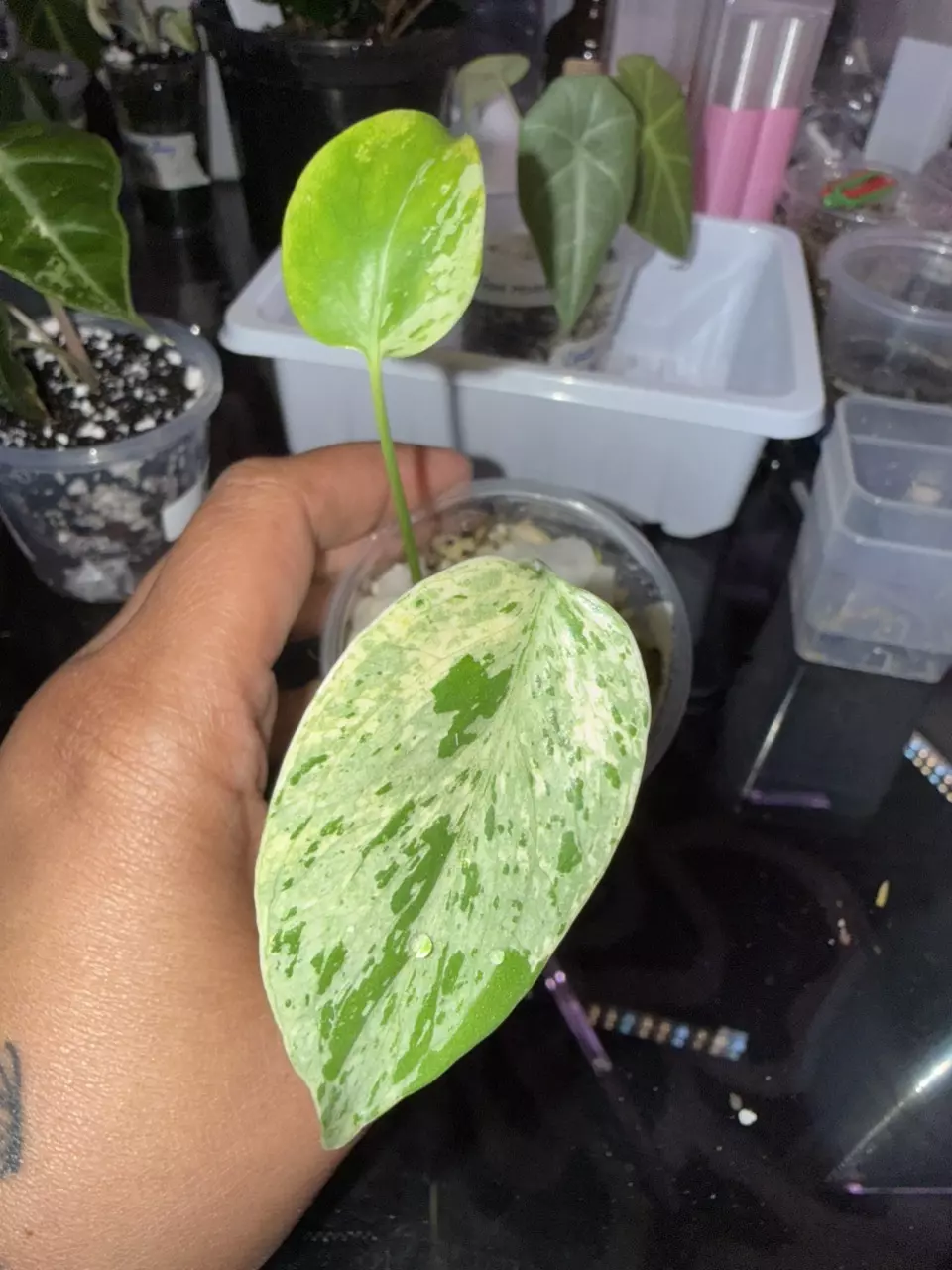 Monstera Bulbasuar thumbnail
