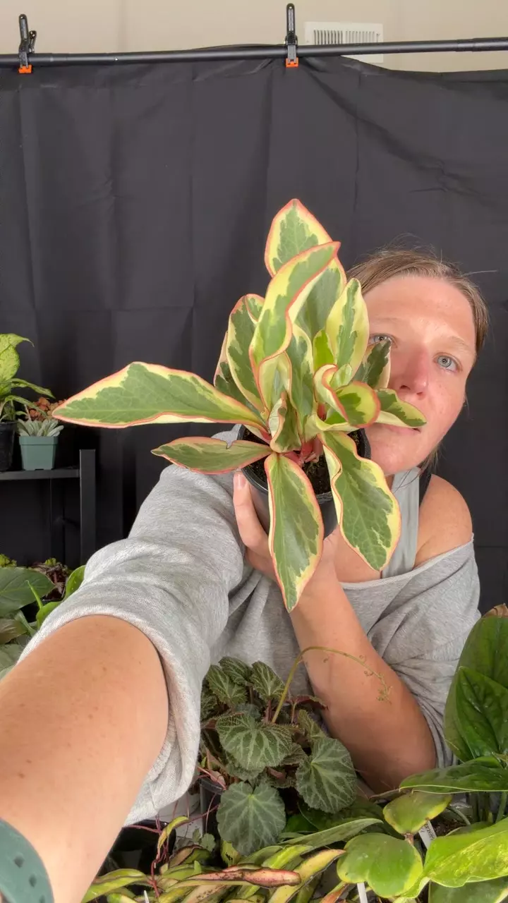 peperomia Ginny thumbnail