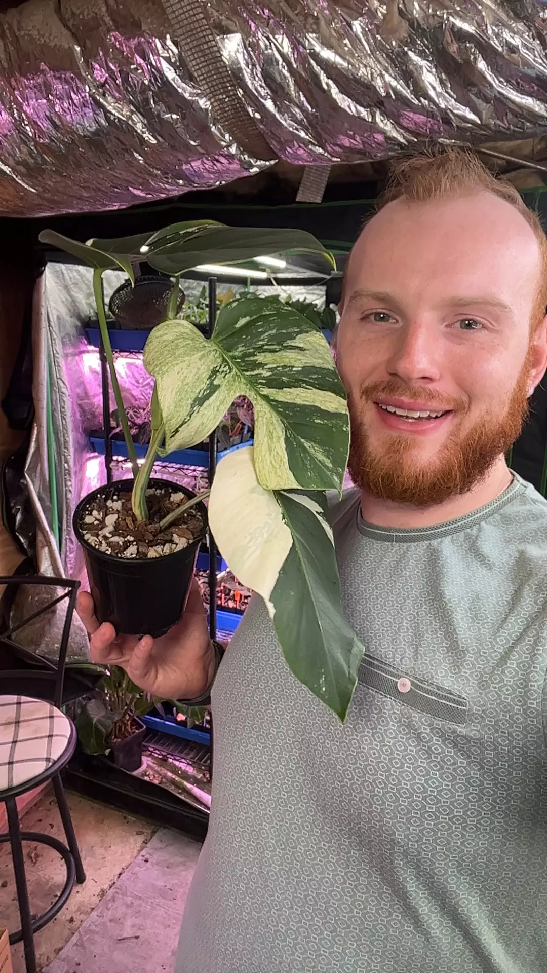 Monstera Jungle Mint from Barry thumbnail