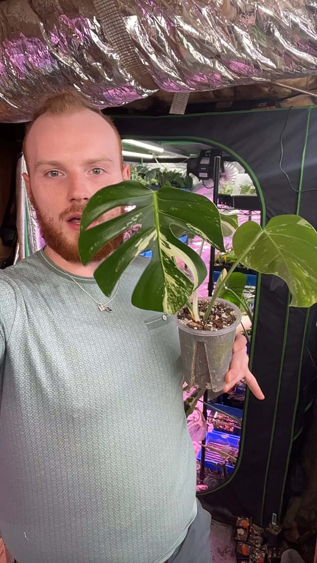 Monstera Jungle Mint By Barry thumbnail