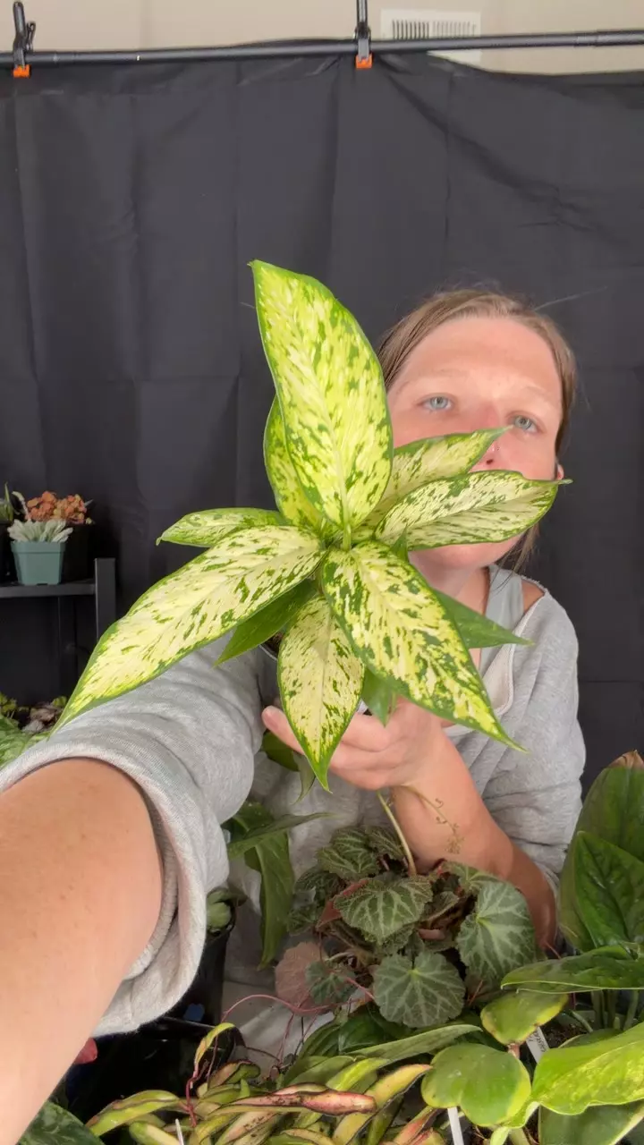 Diffenbachia 002 thumbnail