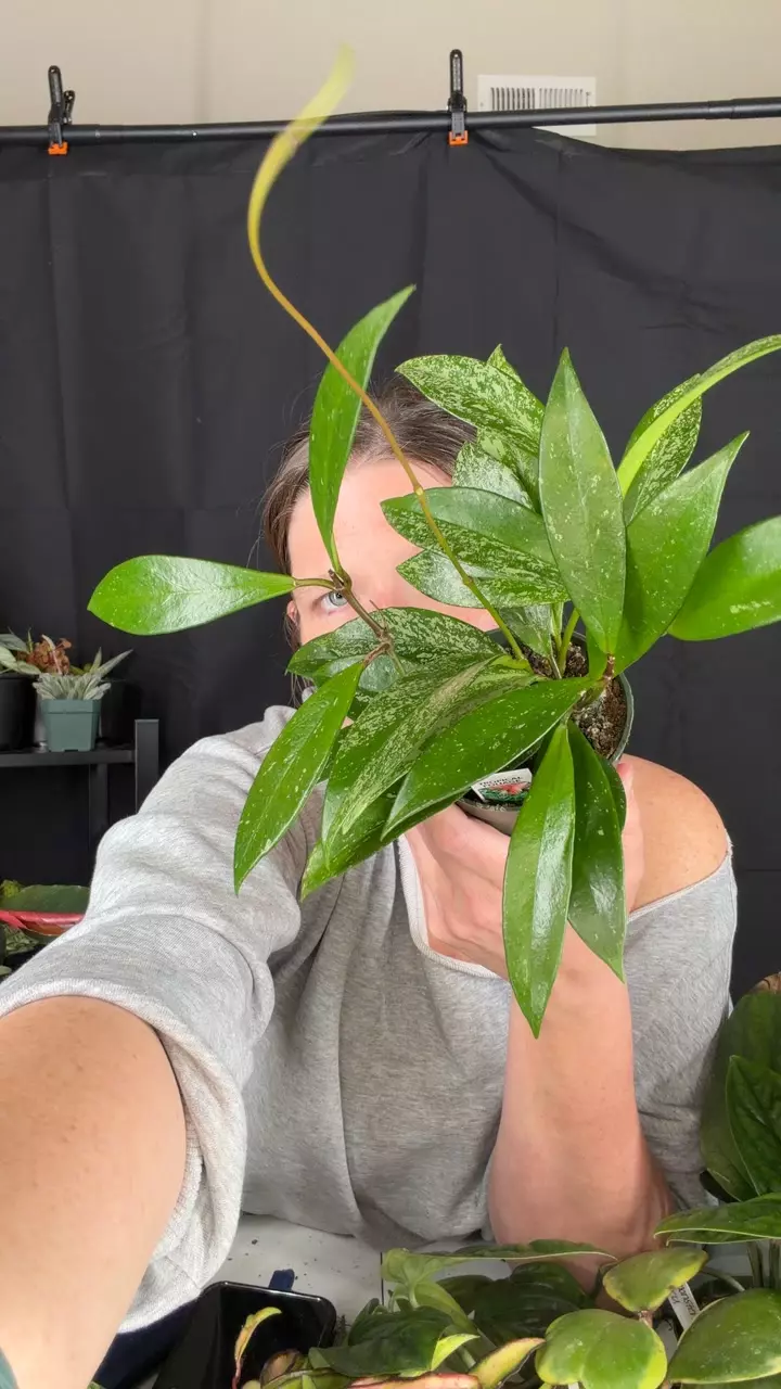 Hoya pulicalyx splash thumbnail