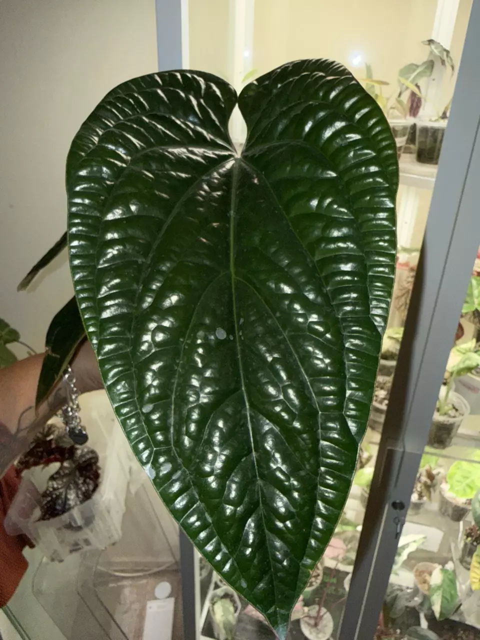 Anthurium Radicans Luxurians thumbnail