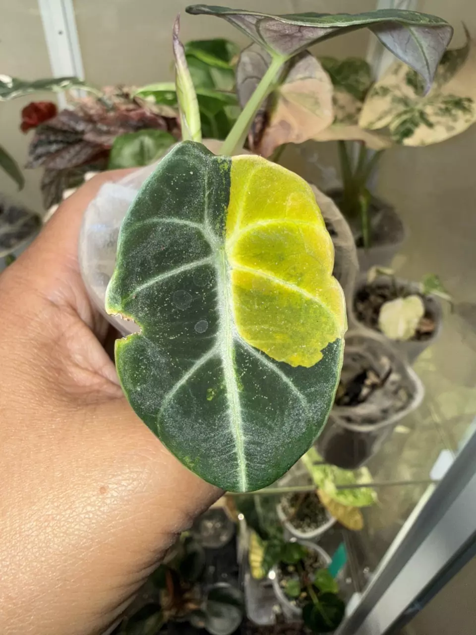 Black Velvet Gold thumbnail