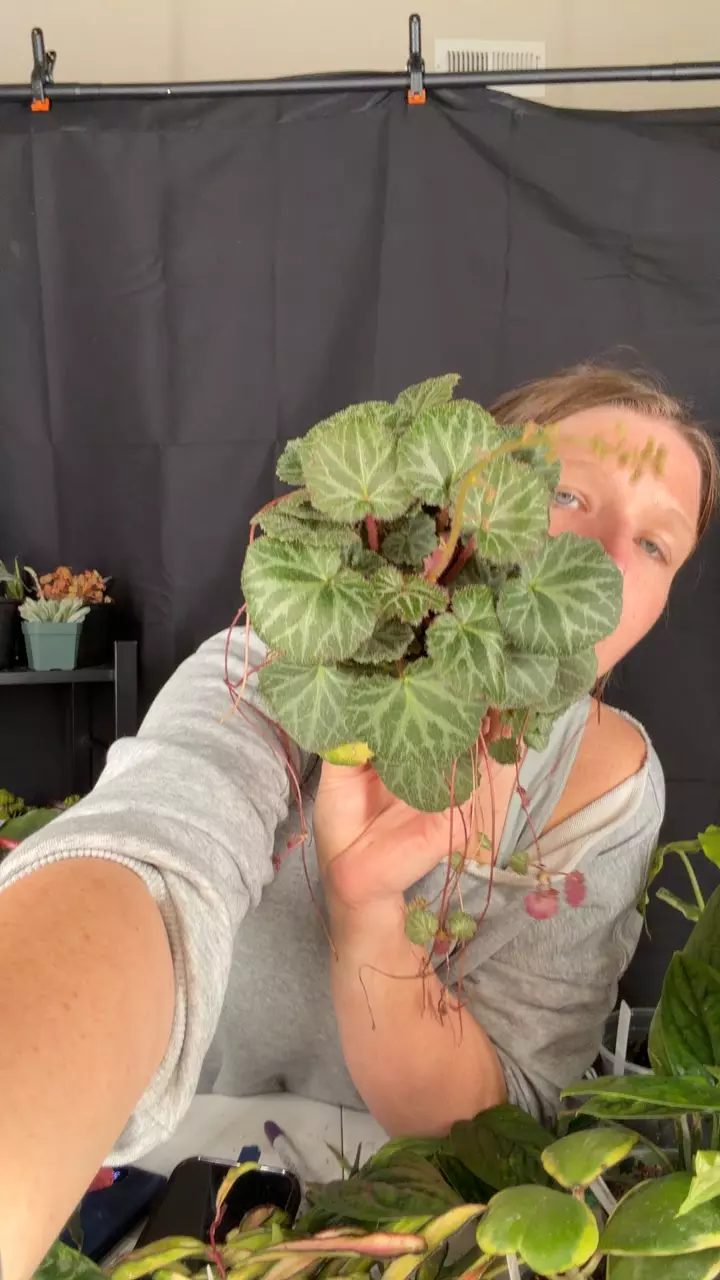 strawberry begonia thumbnail