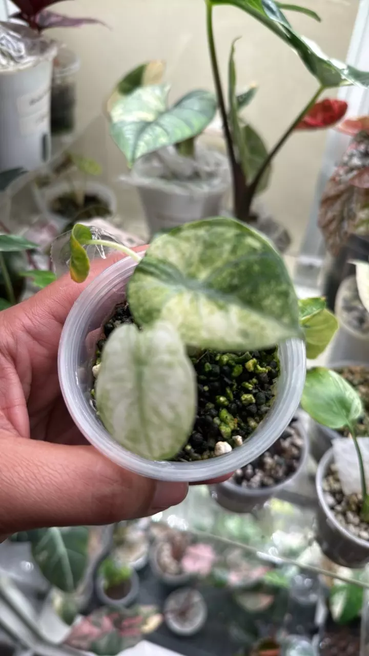 Ninja Tri-Color thumbnail