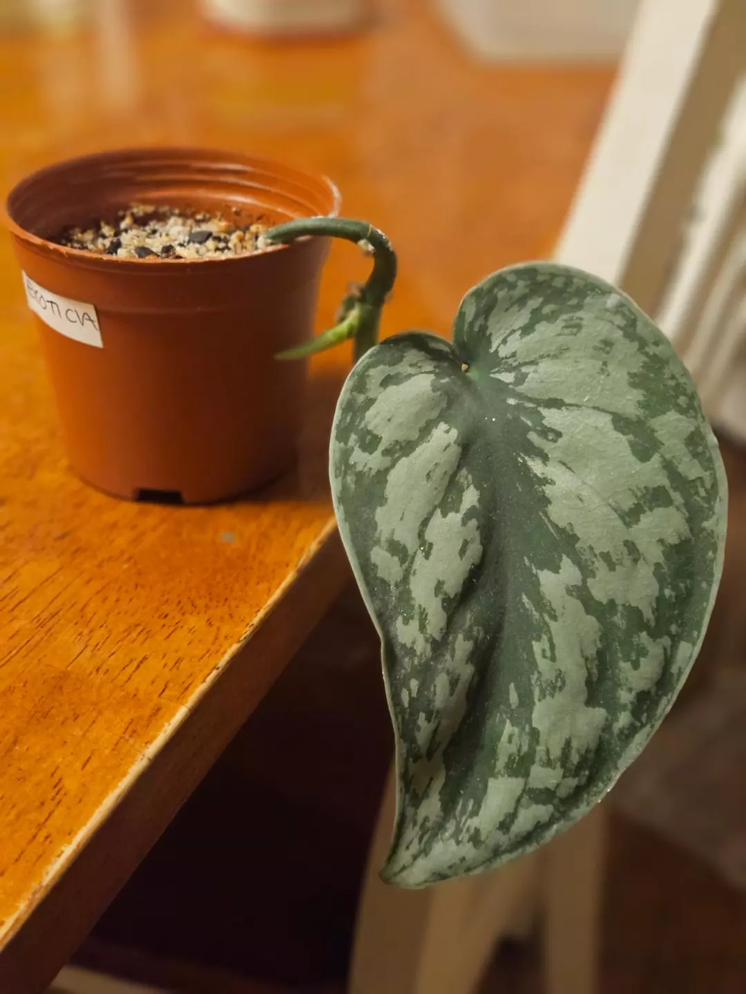 Scindapsus pictus 'Exotica' thumbnail