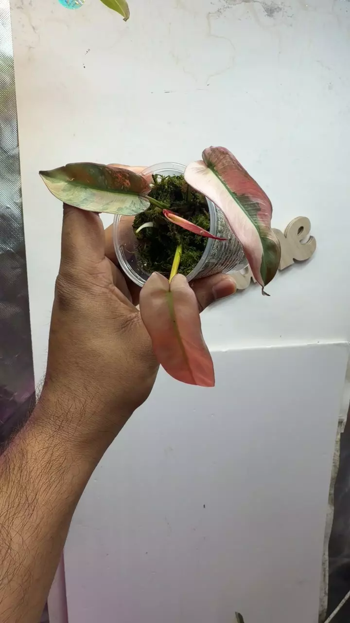 Philodendron Atabapoense true pink marble thumbnail