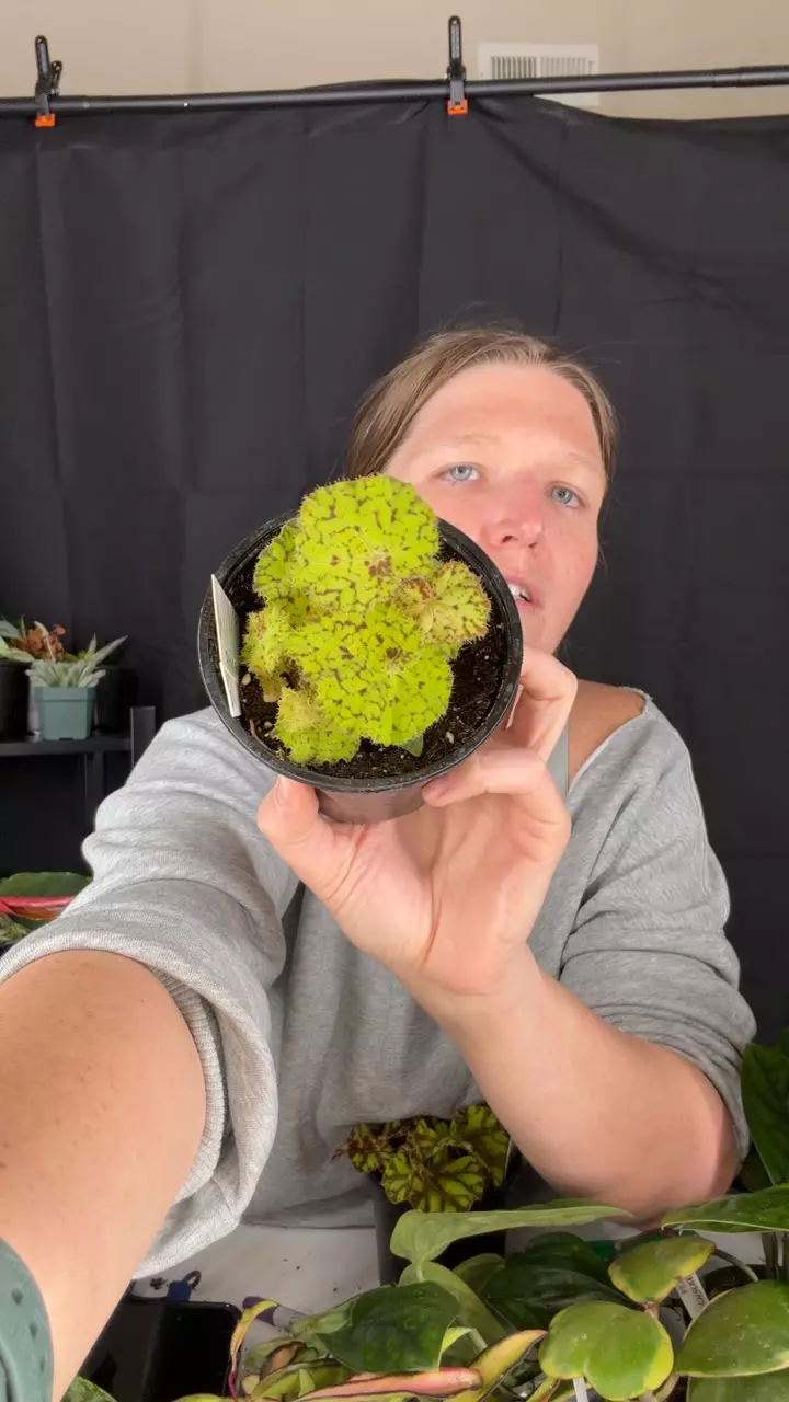 bsgonia lime love thumbnail