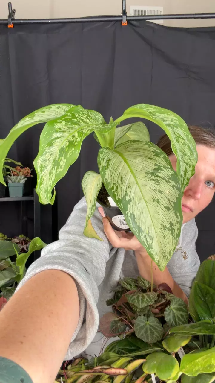 Diffenbachia 003 thumbnail