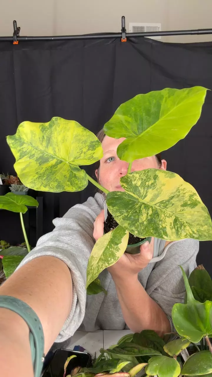 Alocasia gageana aurea thumbnail