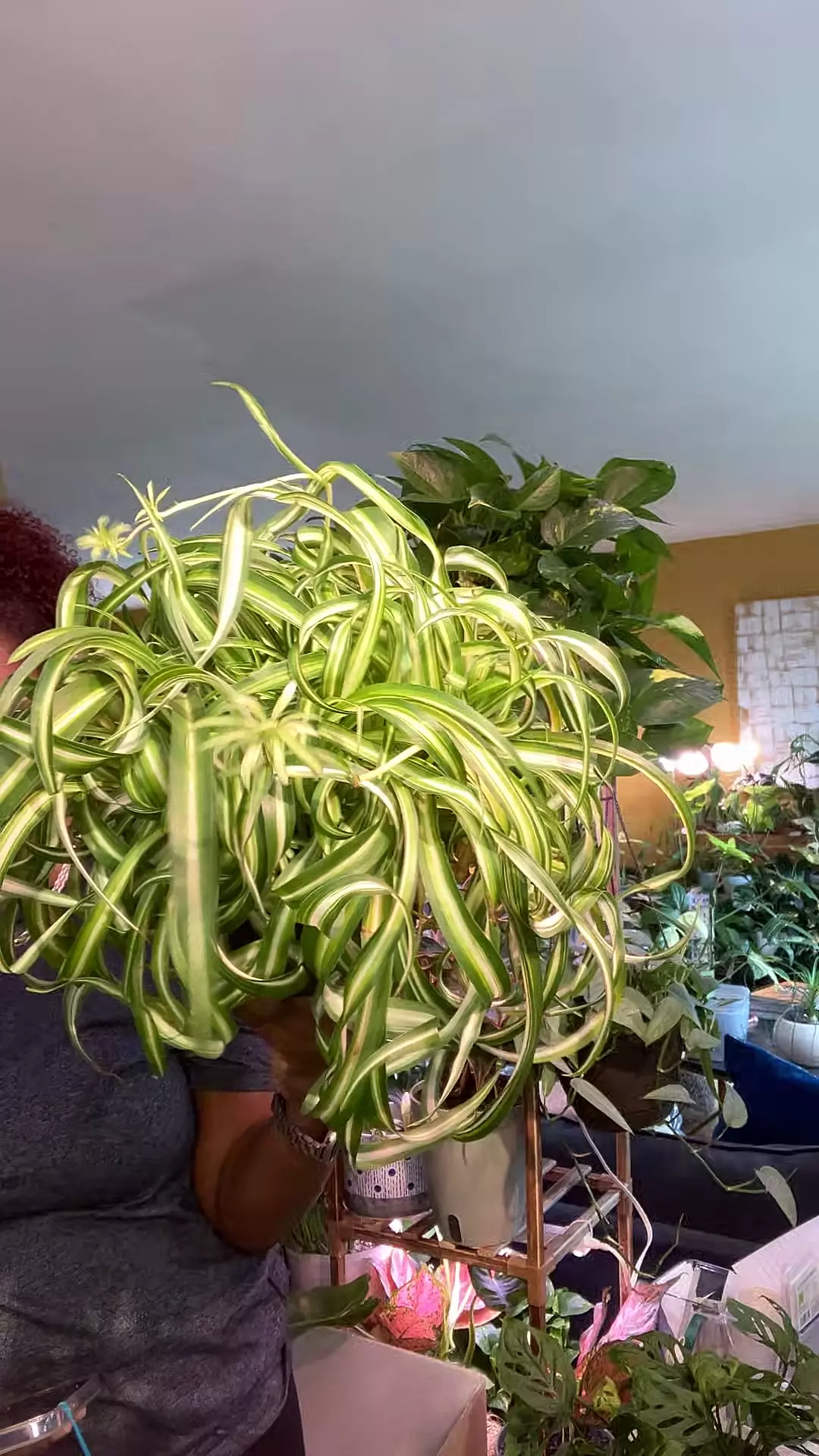 Bonnie Spider 8i HB thumbnail