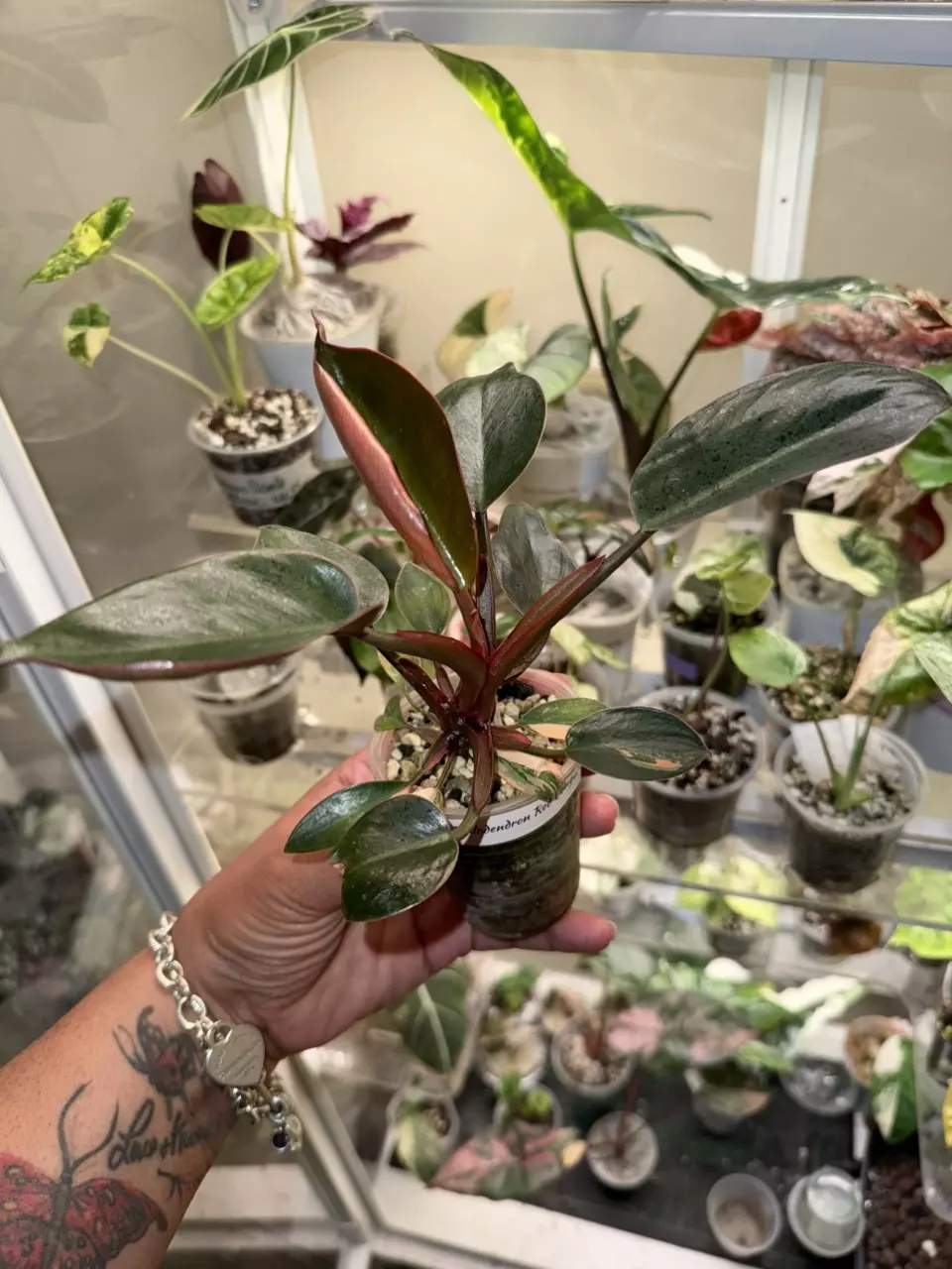 Red Congo Philodendron thumbnail