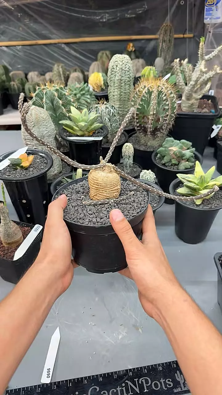 0556 Pterocactus Tuberosus thumbnail