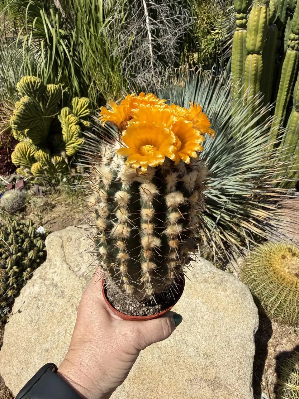 Parodia ayopayana thumbnail