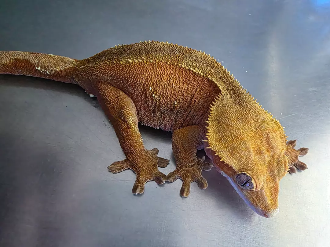 DAIKINI - 70g F Massive Former Zengex Breeder thumbnail