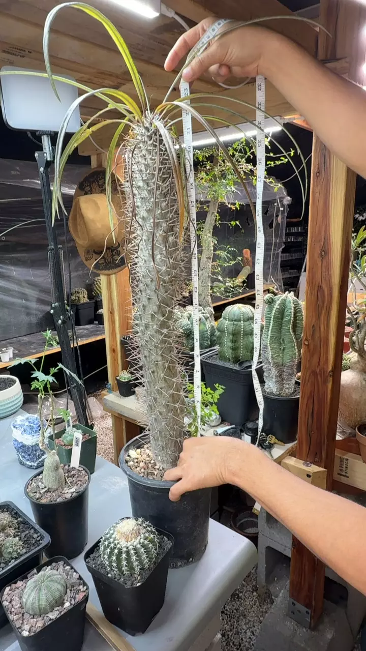 22” Pachypodium Geayi thumbnail