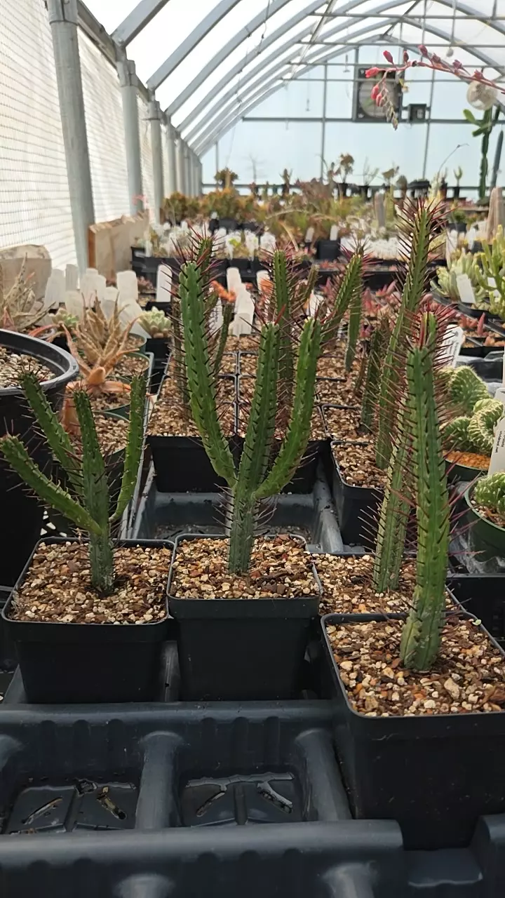 Euphorbia enlopa 3.5" thumbnail